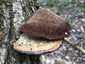 Rózsaszínes egyrétűtapló (Daedaleopsis confragosa), Pilis